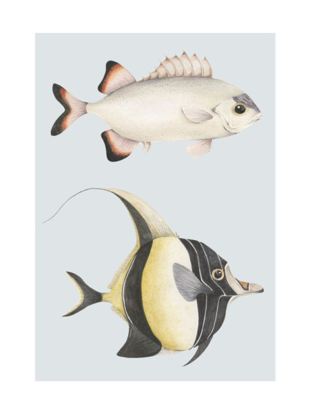 Plakát Stan et Léon les Poissons 20168 62 02 z kolekce Seaside, Casadeco